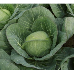 Kapusta Boleroma RZ F1 2500 nasion PR st